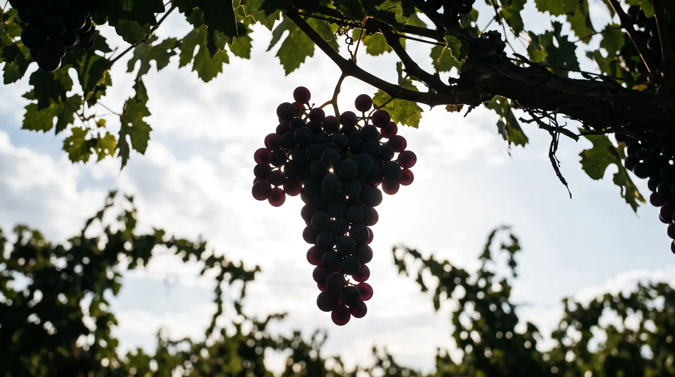 Grappe de raisin noir vue de dessous à contre-jour sur le ciel