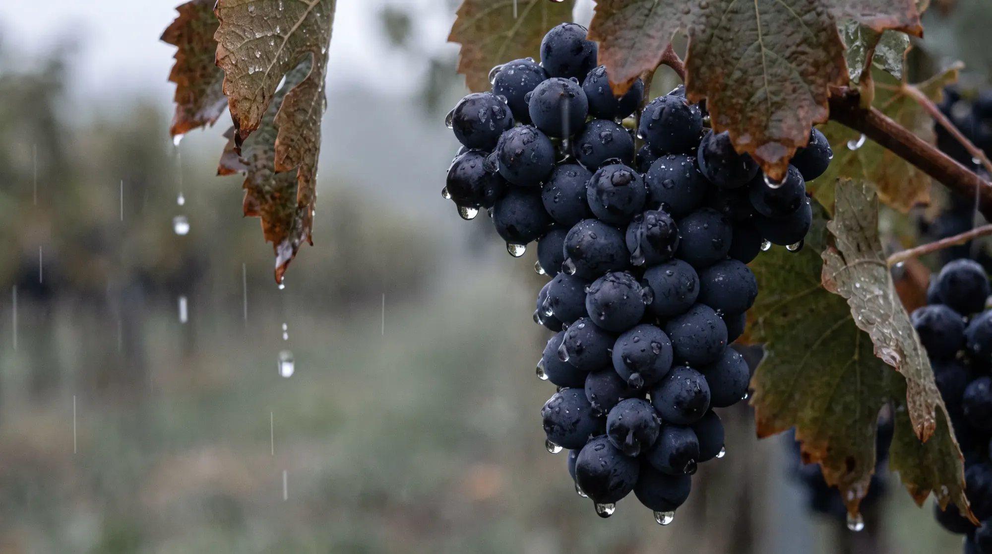 Grappe sous la pluie, grosses gouttes accrochées aux baies