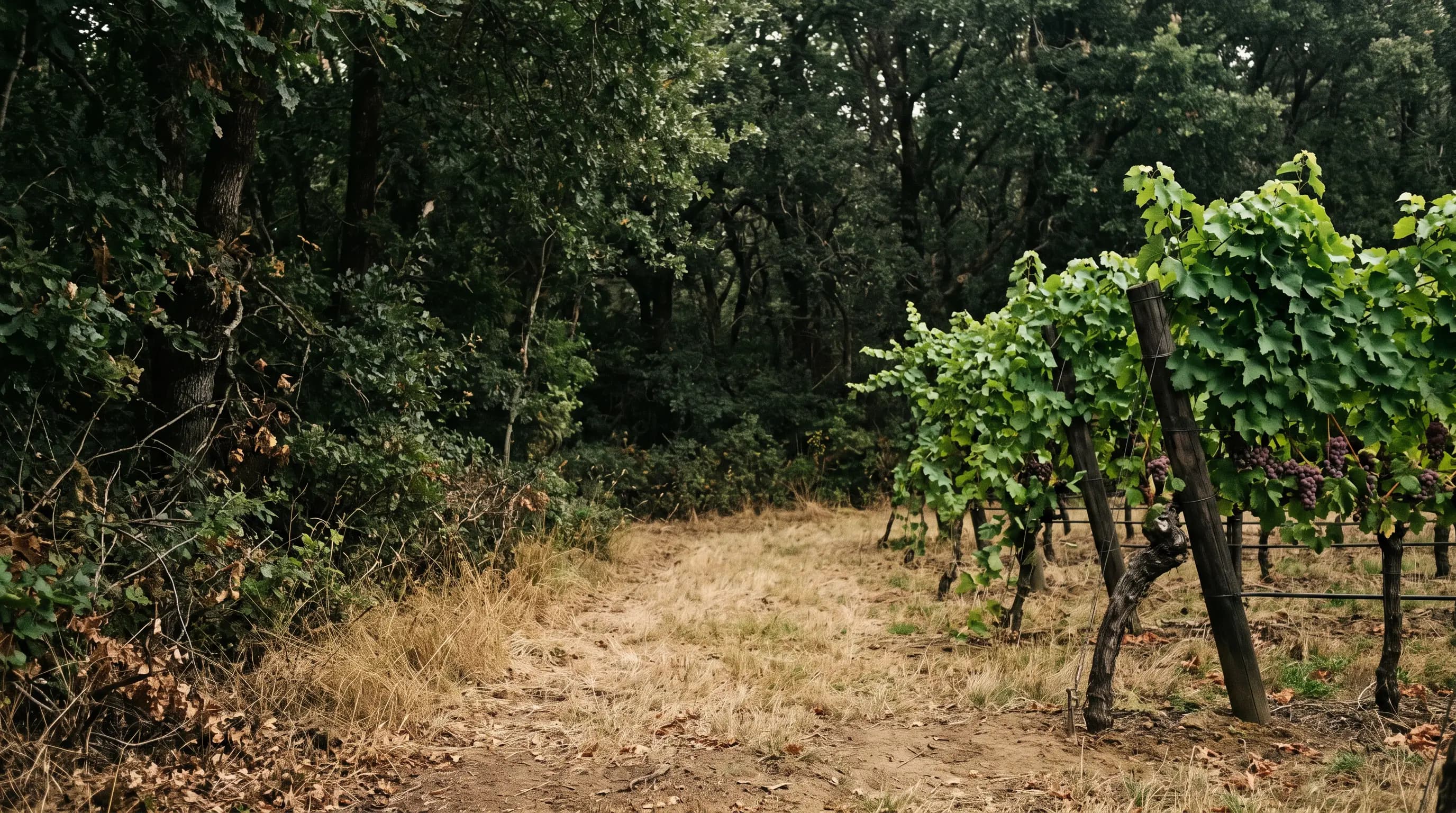 Lisière entre un bois et les premiers rangs de vigne, herbe sèche et chemin de terre