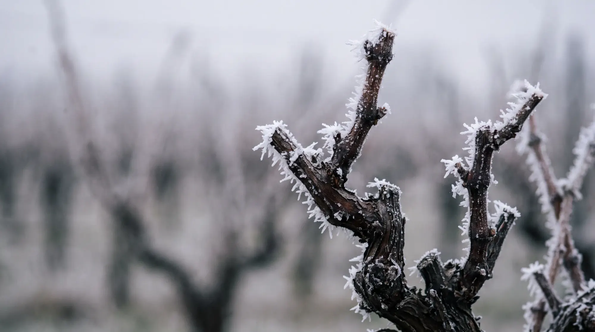 Sarments de vigne couverts de givre en hiver, cristaux de glace sur le bois