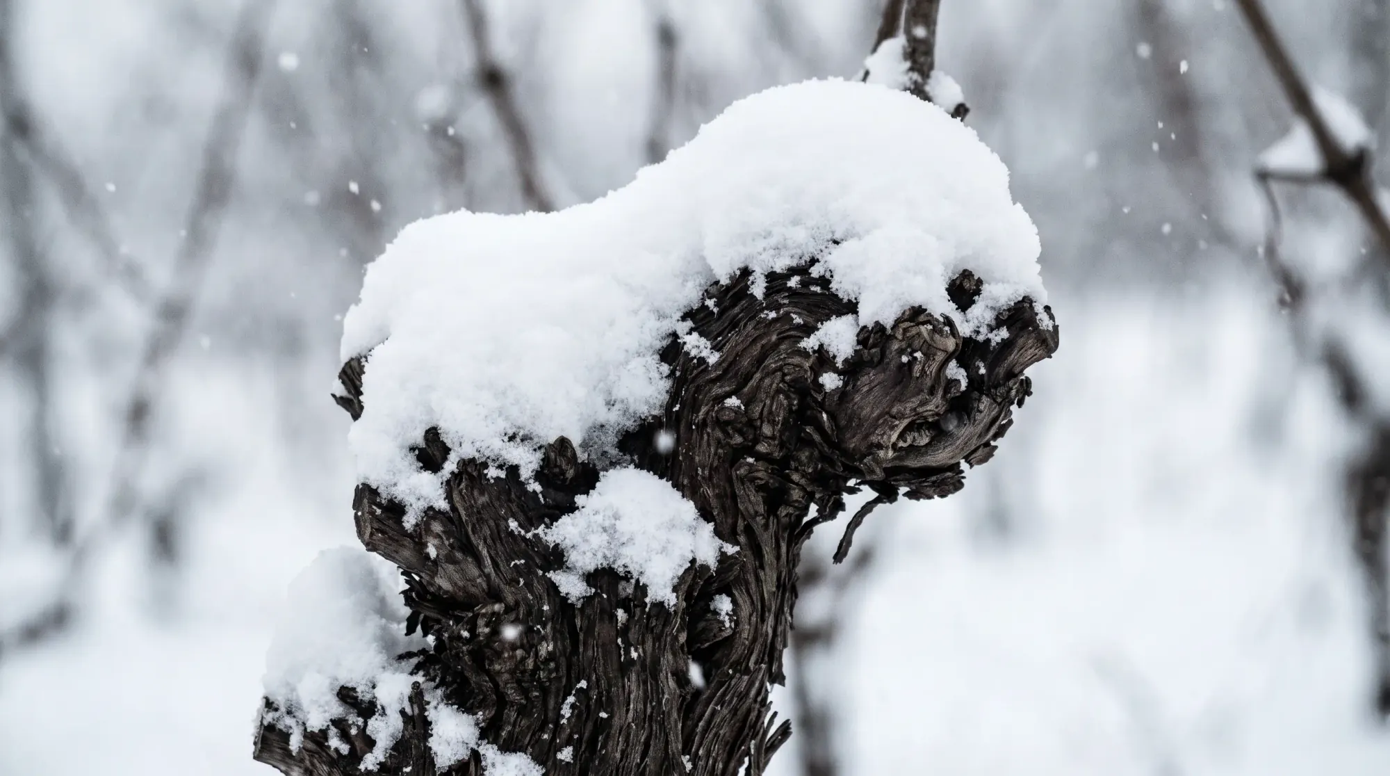 Old vine trunk under fresh snow, dark wood against white