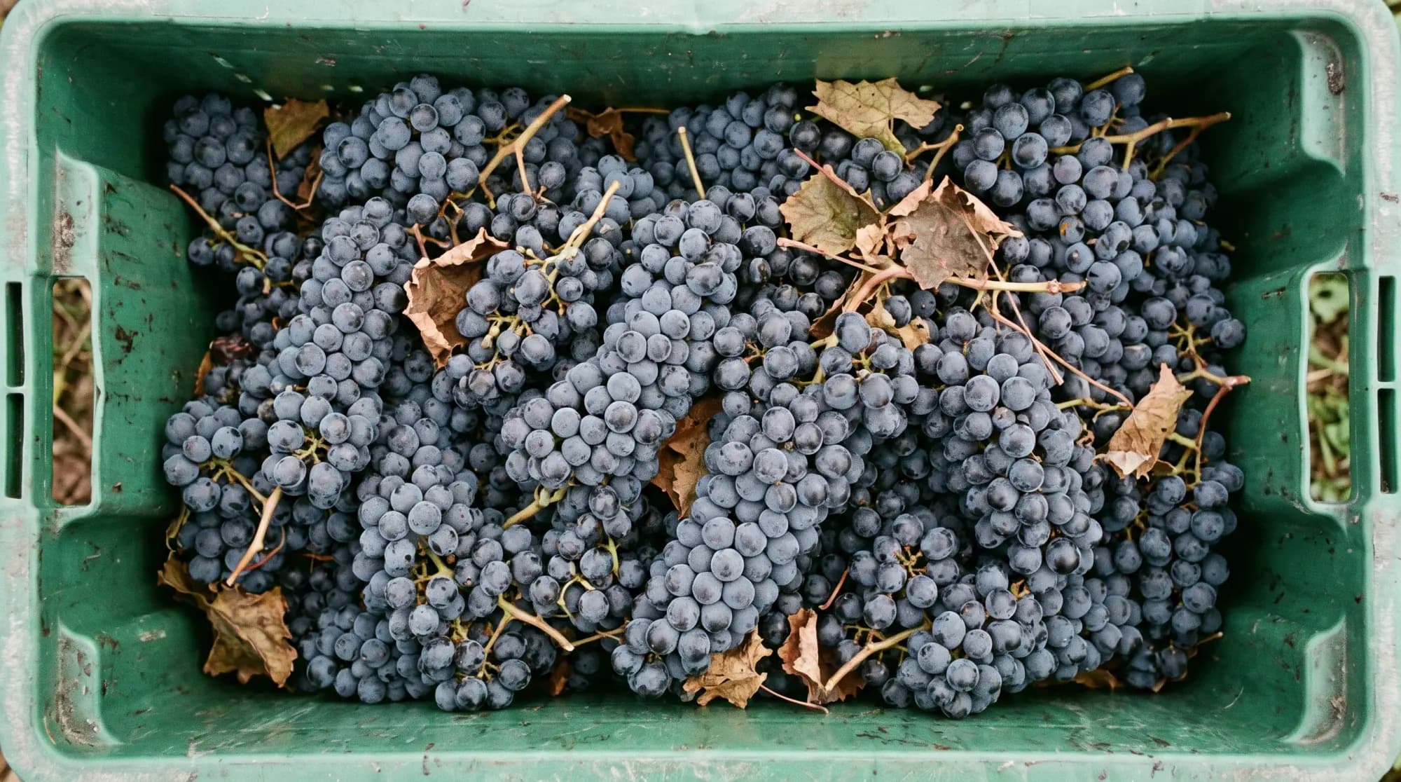 Frisch geerntete Malbec-Trauben in einer Erntekiste